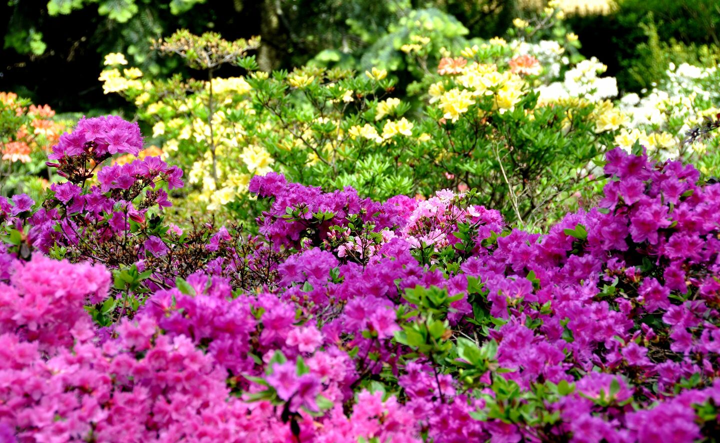 Azaleenbl&uuml;te, Foto: R. Machnikowski / D. Thorausch