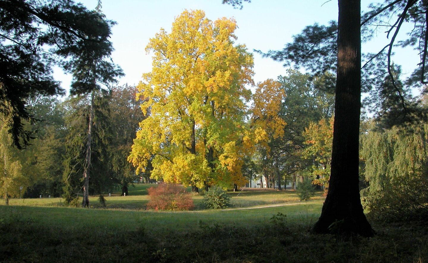 Tulpenb&auml;ume auf der Festwiese, Foto: R. Machnikowski / D. Thorausch