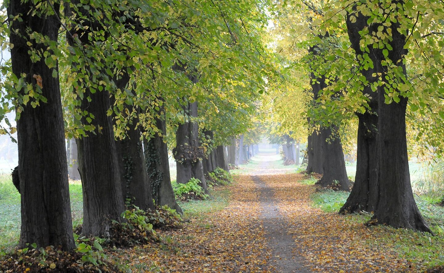Lindenallee entlang am Brodzkie-See, Foto: Krzysztof Kilian