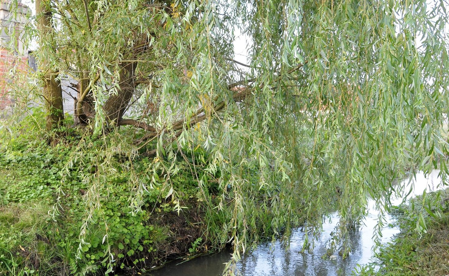 Trauerweiden im Schlosspark, Foto: Krzysztof Kilian