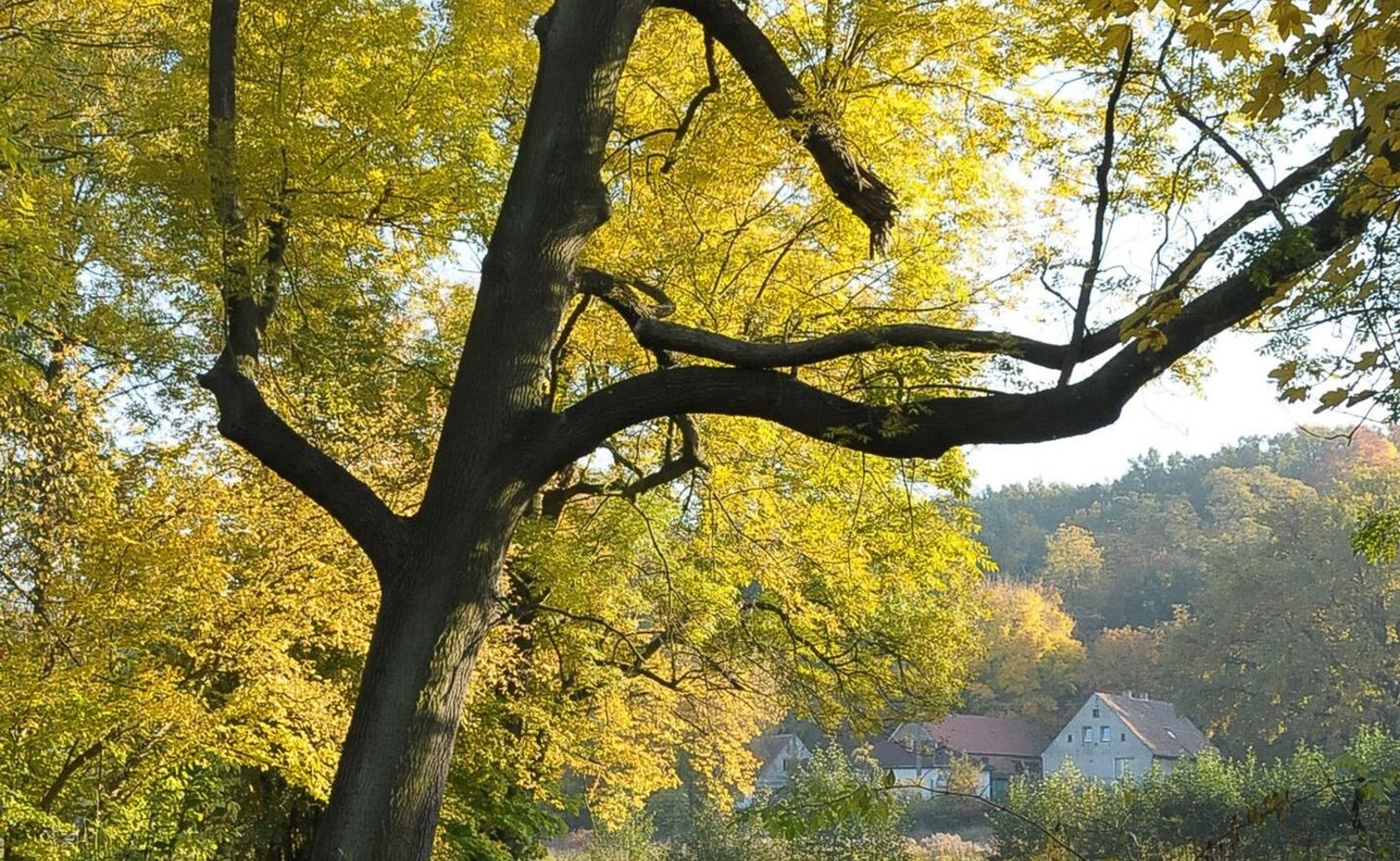 Esche aus Pennsylvania im Schlosspark,Foto: Krzysztof Kilian