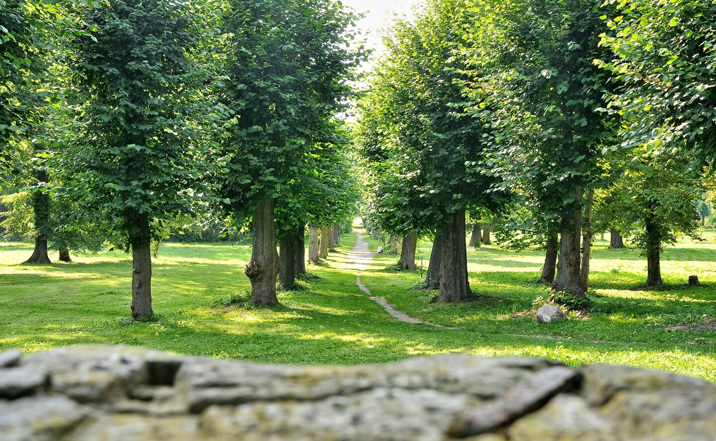 Lindenallee, Foto: Krzysztof Kilian