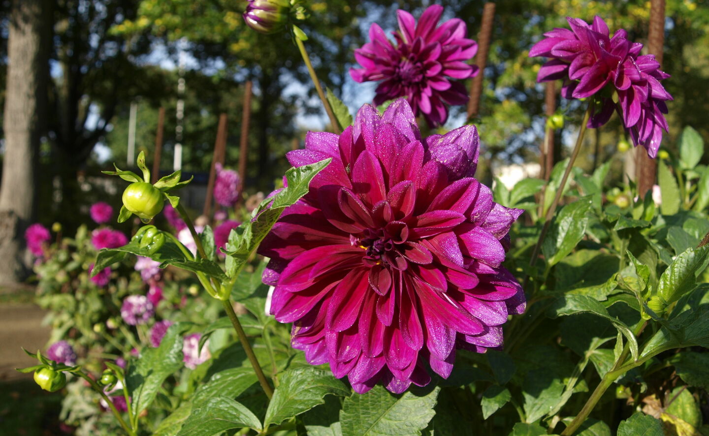 Daliengarten, Foto A. Schild