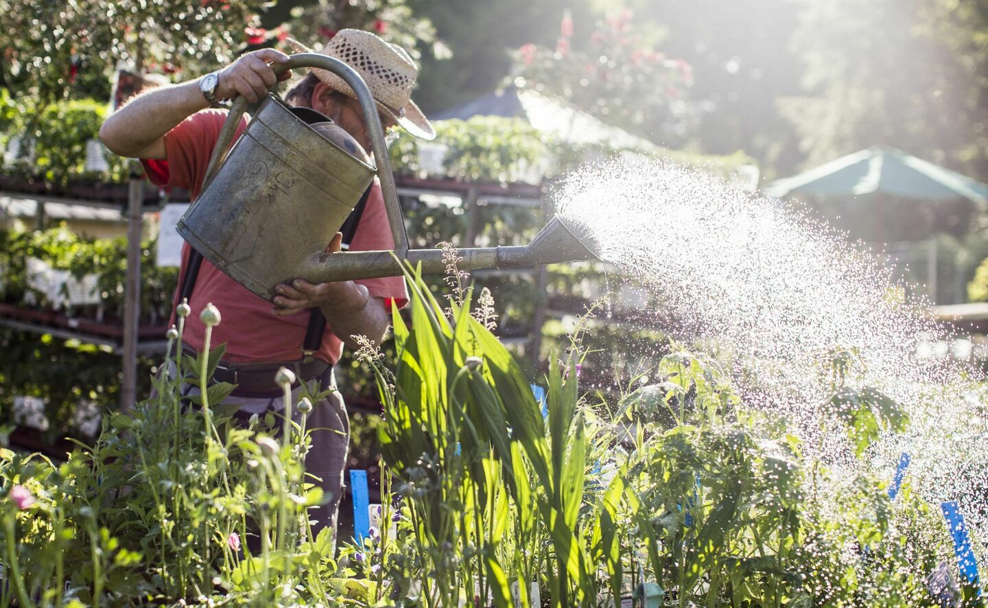 Branitzer Gartenmarkt, Foto. F. Br&ouml;cker