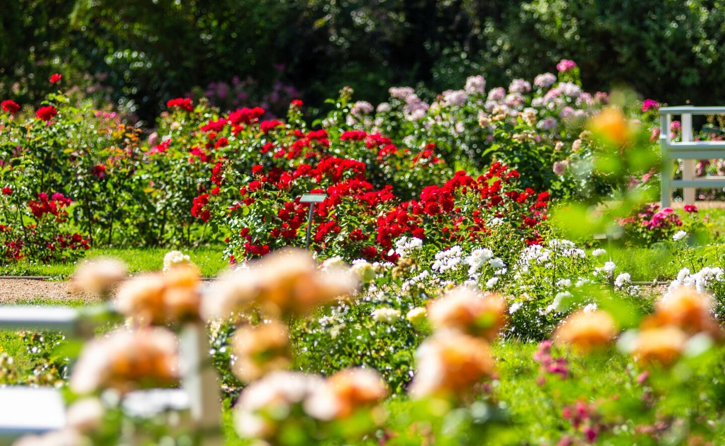 Ostdeutscher Rosengarten Forst, Foto: PatLografie - Patric Lucia