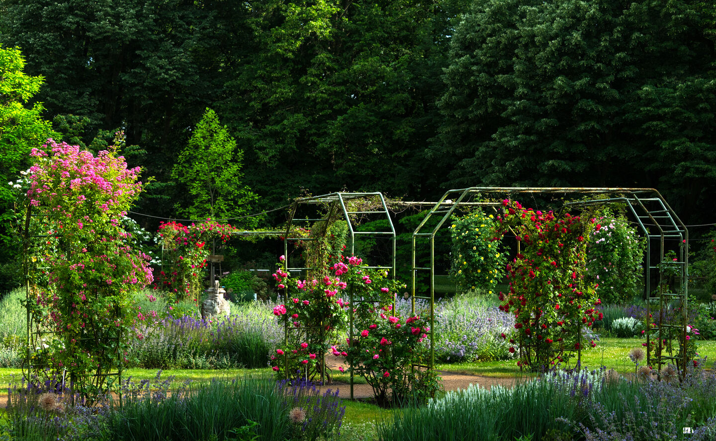 Rosenpergola, &copy; Leo Seidel