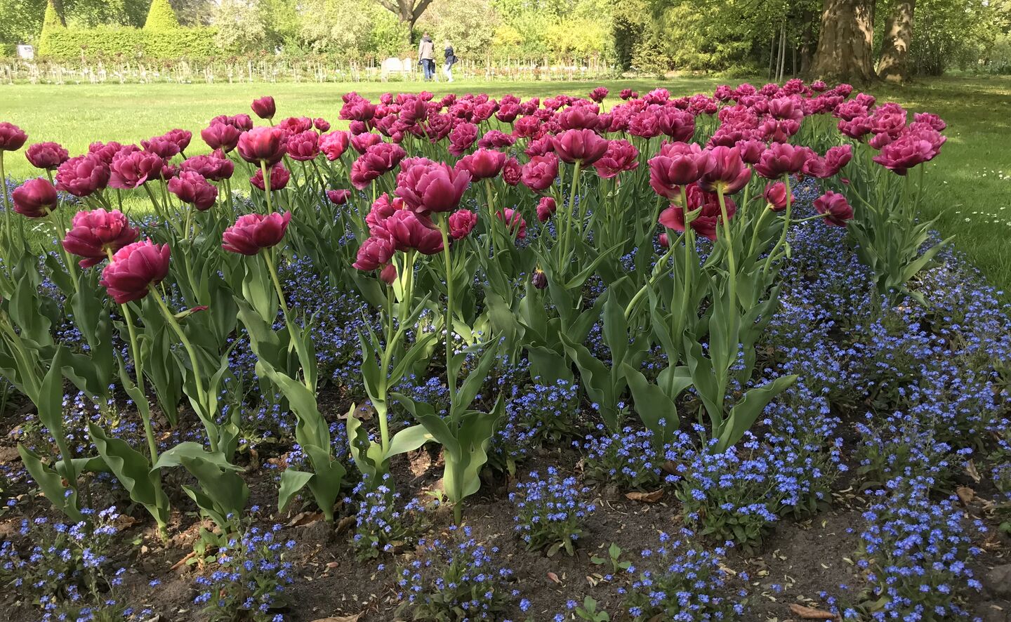 Tulpenbl&uuml;te im Ostdeutschen Rosengarten, Fot. S. Palm, Stadt Forst (Lausitz)
