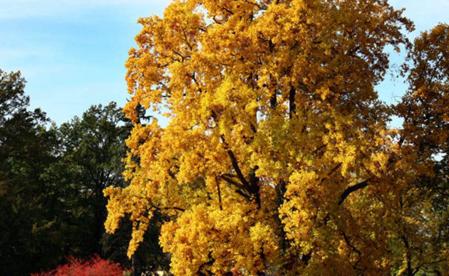 Laubf&auml;rbung der Tulpenb&auml;ume, Foto: R. Machnikowski / D. Thorausch